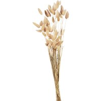 Blumenbündel Samtgras, L:60cm, natur von DEPOT