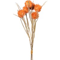 Blumenbündel THORN ca. 40cm, orange von DEPOT