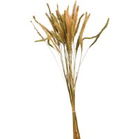 Bündel SCHILFGRAS ca.L50cm, natur von DEPOT