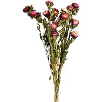 Bündel Strohblumen ca.70cm, rosa von DEPOT