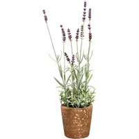 LAVENDEL im Topf ca.45cm, violett von DEPOT