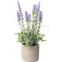 Lavendel im Zementtopf ca. 30cm von DEPOT