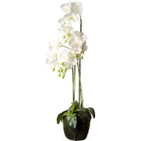Orchidee Phalaenopsis in Erde ca. 100cm von DEPOT