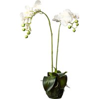 Orchidee Phalaenopsis in Erde ca. 62cm von DEPOT