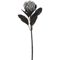 Protea ca.65cm, schwarz von DEPOT