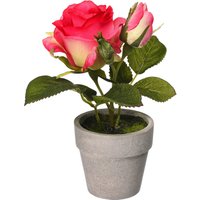 ROSE im Topf ca.16cm, pink von DEPOT