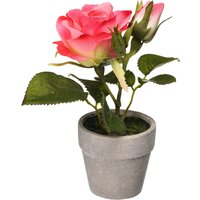 ROSE im Topf ca.16cm, rosa von DEPOT