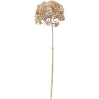 Stielblume HERKULESSTAUDE ca.71cm, natur von DEPOT