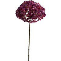 Stielblume HORTENSIE ca.70cm, beere von DEPOT