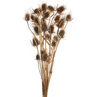 Trockenblume DISTEL ca.50cm, gold von DEPOT