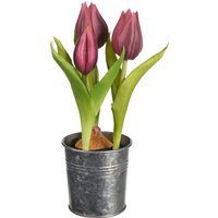 Tulpe in Zinktopf ca.20cm, beere dkl von DEPOT