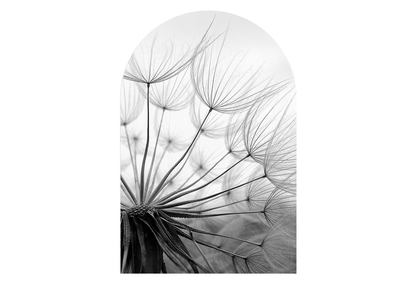 DEQORI Fototapete 'Pusteblume Nahaufnahme', Rundbogen, matte Leinwandstruktur, bedruckt, (1 St), selbstklebend Wandtattoo Motiv Wandtapete Wand Sticker Bild Tapete von DEQORI