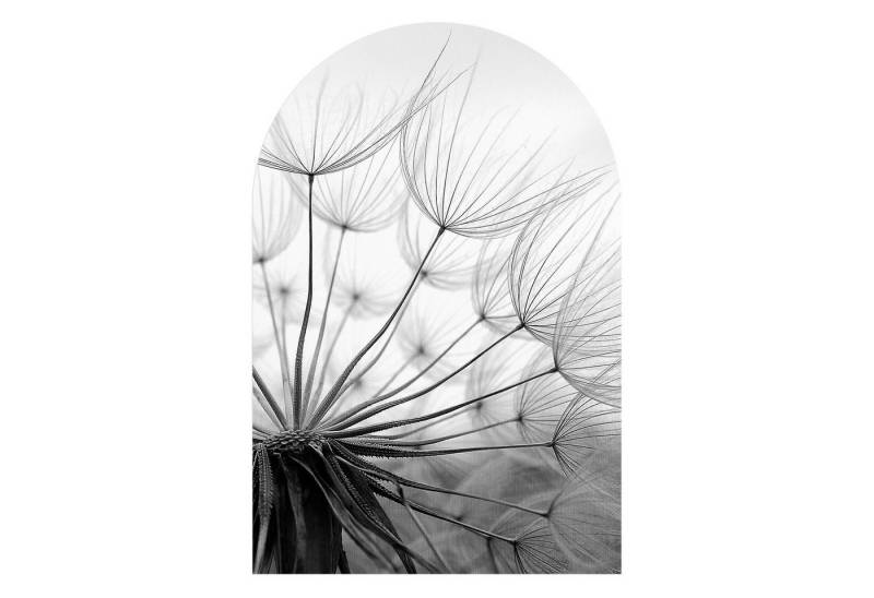 DEQORI Fototapete 'Pusteblume Nahaufnahme', Rundbogen, matte Leinwandstruktur, bedruckt, (1 St), selbstklebend Wandtattoo Motiv Wandtapete Wand Sticker Bild Tapete von DEQORI