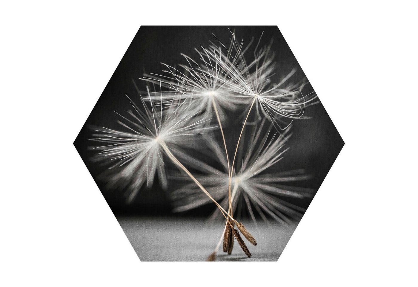 DEQORI Fototapete 'Samen der Pusteblume', Sechseckig, matte Leinwandstruktur, bedruckt, (1 St), selbstklebend Wandtattoo Motiv Wandtapete Wand Sticker Bild Tapete von DEQORI