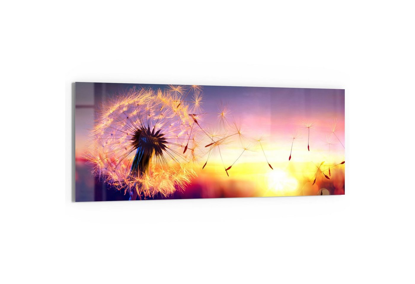 DEQORI Glasbild 'Pusteblume im Abendlicht', 'Pusteblume im Abendlicht', Glas Wandbild Bild schwebend modern von DEQORI