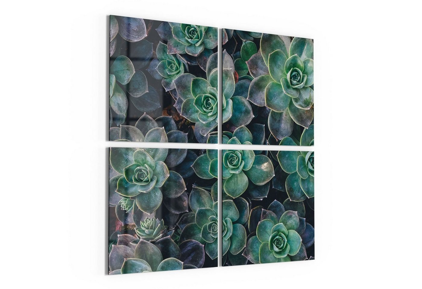 DEQORI Glasbild 'Sukkulente Pflanzen', 'Sukkulente Pflanzen', Glas Wandbild Bild schwebend modern von DEQORI