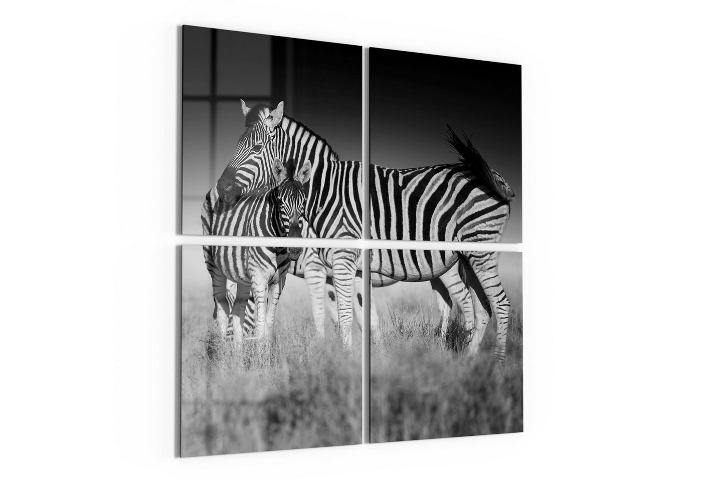 DEQORI Glasbild 'Zebras beieinanderstehend', 'Zebras beieinanderstehend', Glas Wandbild Bild schwebend modern von DEQORI