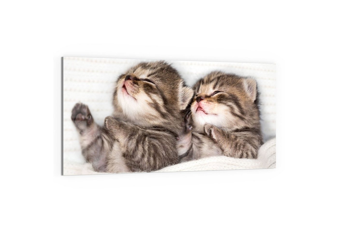 DEQORI Glasbild 'Zwei schlafende Kätzchen', 'Zwei schlafende Kätzchen', Glas Wandbild Bild schwebend modern von DEQORI