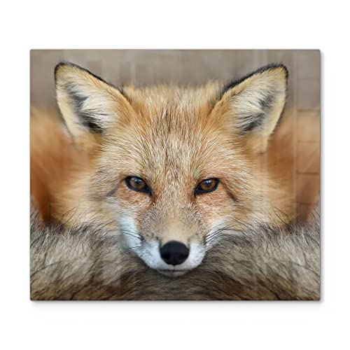 DEQORI Herdabdeckplatte Glas | einteilig 60x52 cm | Motiv "Reineke, der Fuchs" | Ceranfeld Abdeckplatte für Küche | Herd-Abdeckung universal | Glasplatte & Schneidebrett für Kochplatten von DEQORI