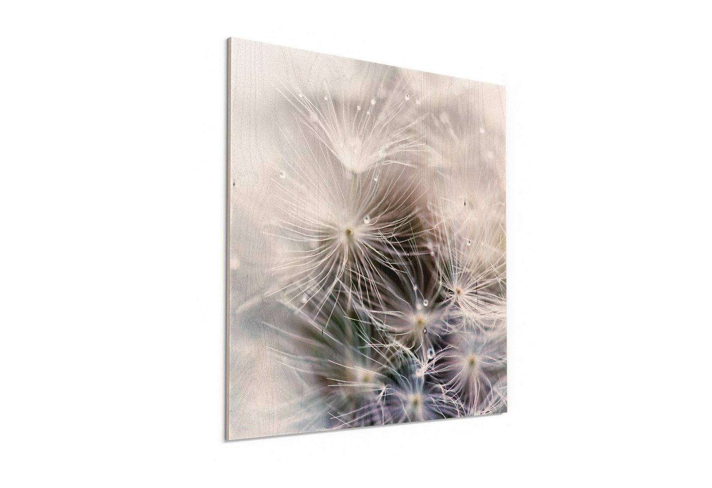 DEQORI Holzbild 'Detailaufnahme Pusteblume', Bild auf Holz natürliches Wandbild Kunstdruck modern Wohnzimmer Design DEQORI Holzbild 'Detailaufnahme Pusteblume', Bild auf Holz natürliches Wandbild Kunstdruck modern Wohnzimmer Design von DEQORI