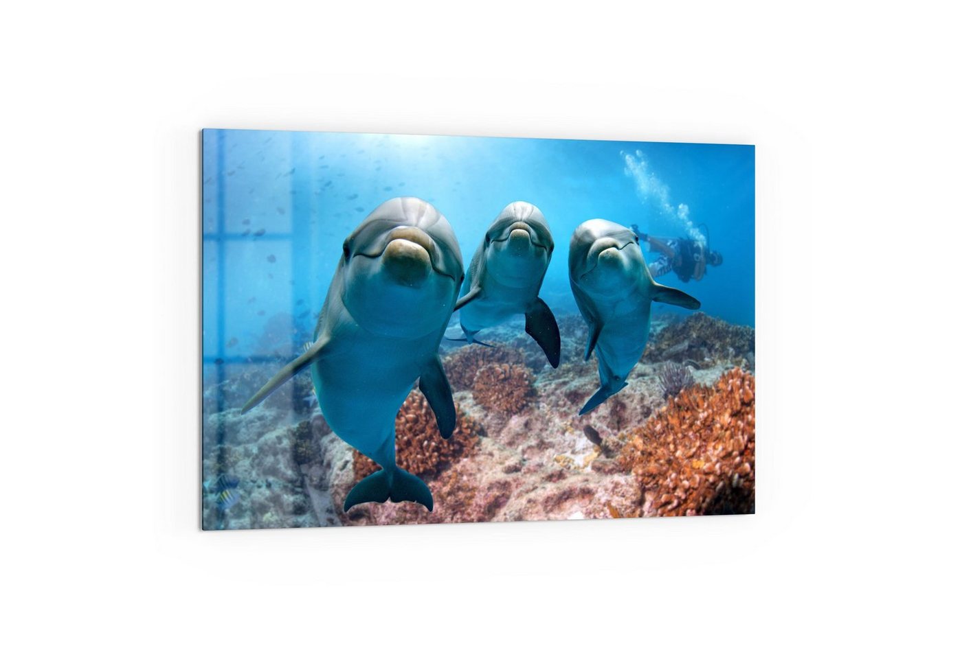 DEQORI Küchenrückwand 'Freundliche Delfine', Glas Spritzschutz Badrückwand Herdblende von DEQORI