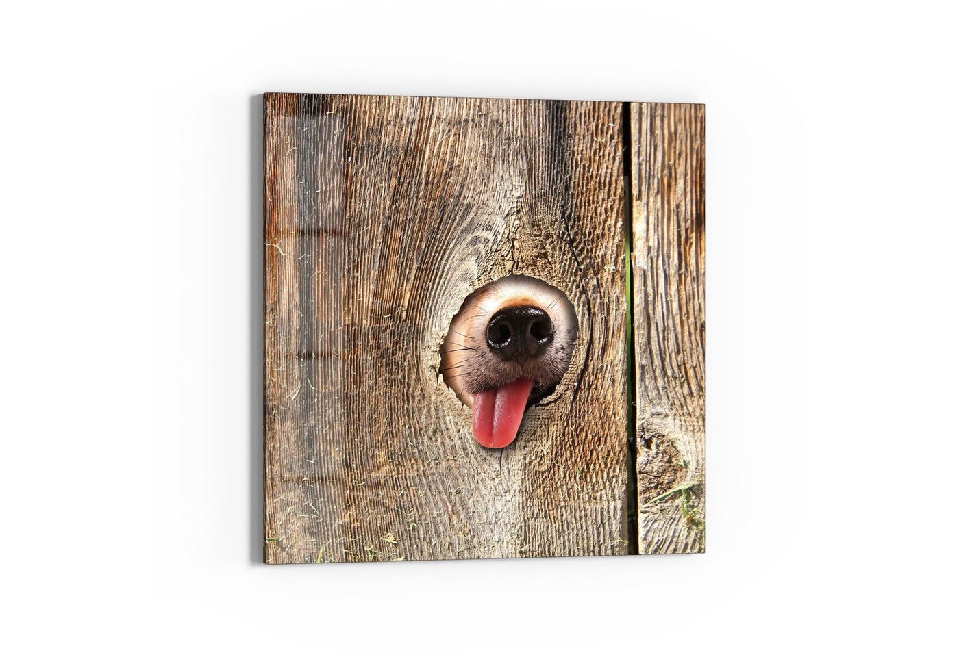 DEQORI Magnettafel 'Neugierige Hundeschnauze', Whiteboard Pinnwand beschreibbar von DEQORI