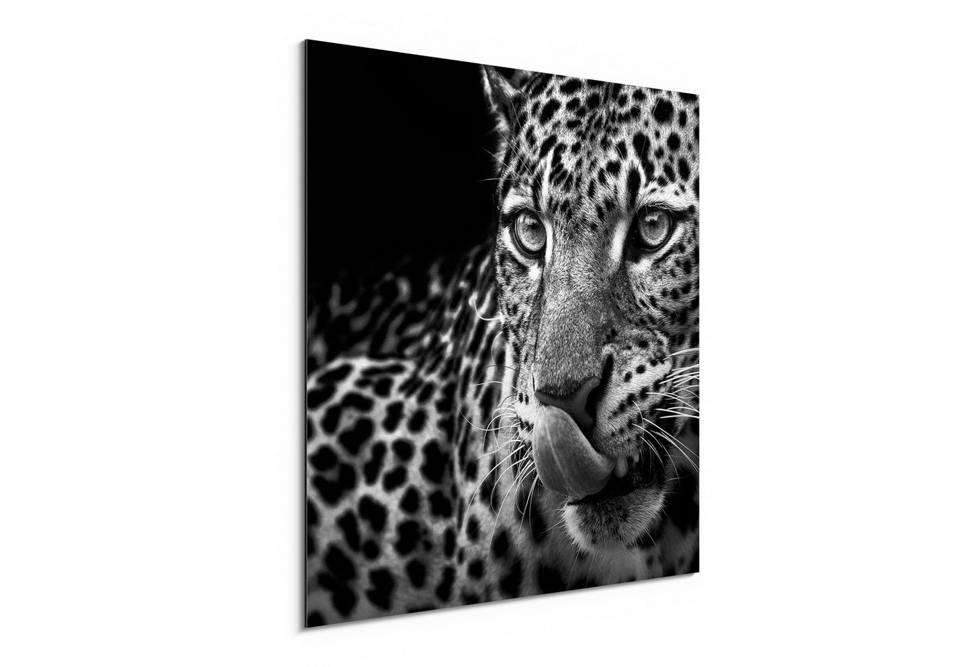 DEQORI Metallbild 'Der hungrige Blick', Alu Dibond Bild Aluminium Aluverbundplatte Design Wandbild Aludibond DEQORI Metallbild 'Der hungrige Blick', Alu Dibond Bild Aluminium Aluverbundplatte Design Wandbild Aludibond von DEQORI