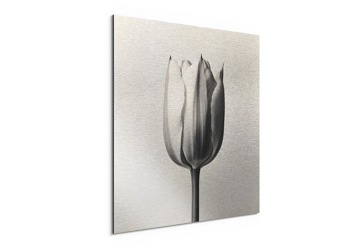 DEQORI Metallbild 'Die stille Tulpe', Alu Dibond Bild Aluminium Aluverbundplatte Design Wandbild Aludibond DEQORI Metallbild 'Die stille Tulpe', Alu Dibond Bild Aluminium Aluverbundplatte Design Wandbild Aludibond von DEQORI