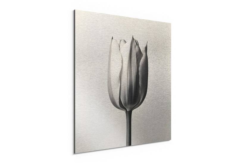 DEQORI Metallbild 'Die stille Tulpe', Alu Dibond Bild Aluminium Aluverbundplatte Design Wandbild Aludibond DEQORI Metallbild 'Die stille Tulpe', Alu Dibond Bild Aluminium Aluverbundplatte Design Wandbild Aludibond von DEQORI