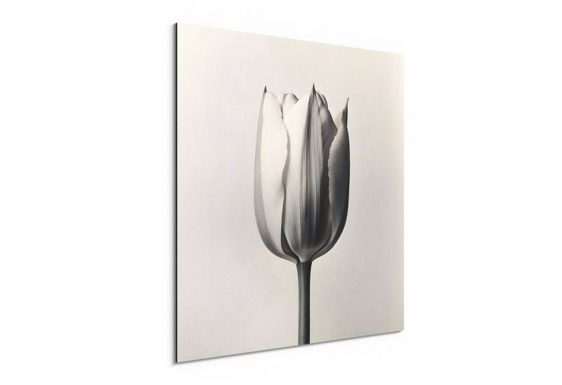 DEQORI Metallbild 'Die stille Tulpe', Alu Dibond Bild Aluminium Aluverbundplatte Design Wandbild Aludibond DEQORI Metallbild 'Die stille Tulpe', Alu Dibond Bild Aluminium Aluverbundplatte Design Wandbild Aludibond von DEQORI