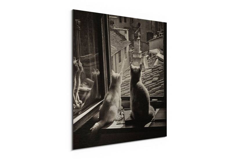 DEQORI Metallbild 'Katzen auf Fensterbrett', Alu Dibond Bild Aluminium Aluverbundplatte Design Wandbild Aludibond von DEQORI
