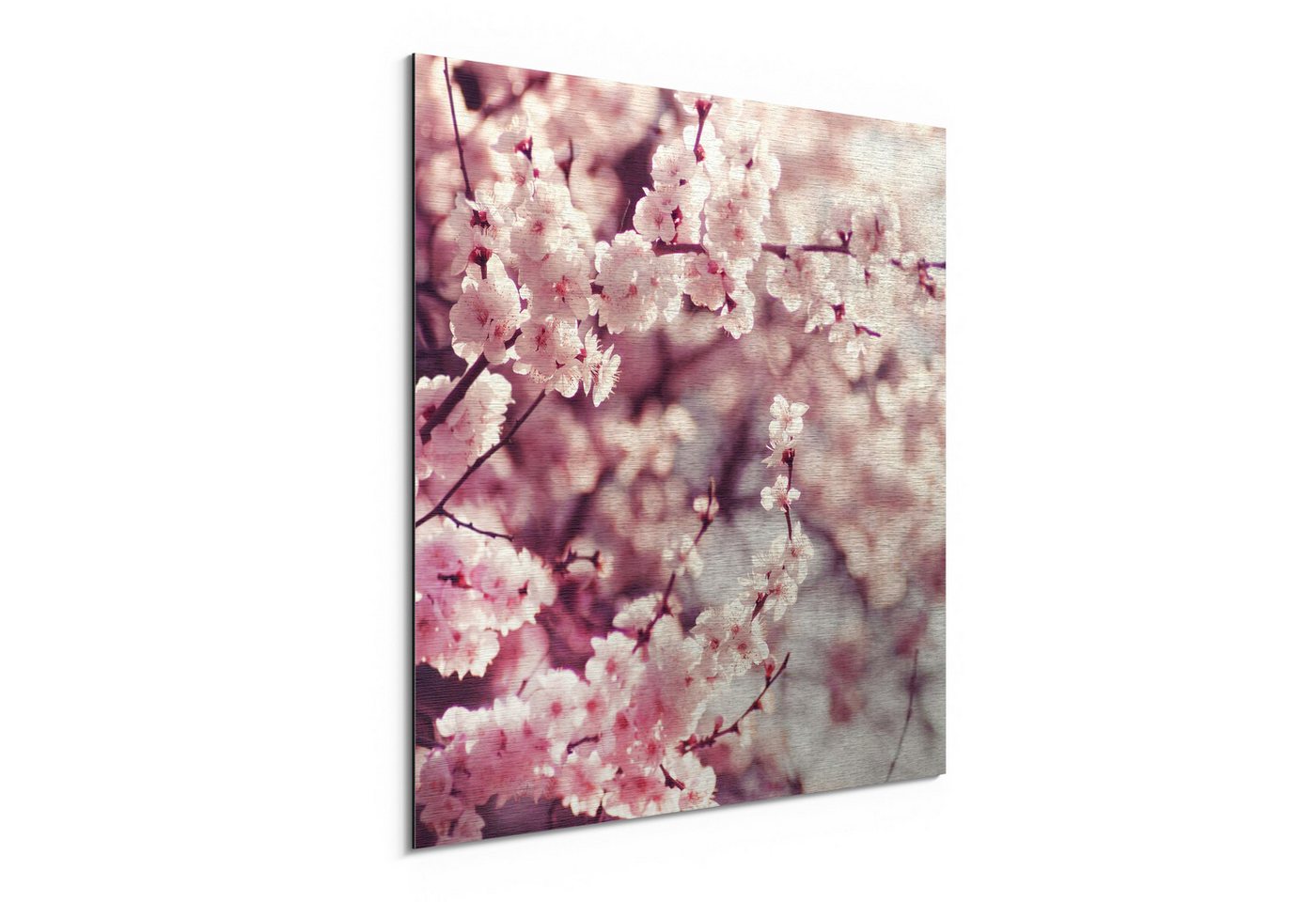 DEQORI Metallbild 'Kirschblütenzweige', Alu Dibond Bild Aluminium Aluverbundplatte Design Wandbild Aludibond DEQORI Metallbild 'Kirschblütenzweige', Alu Dibond Bild Aluminium Aluverbundplatte Design Wandbild Aludibond von DEQORI