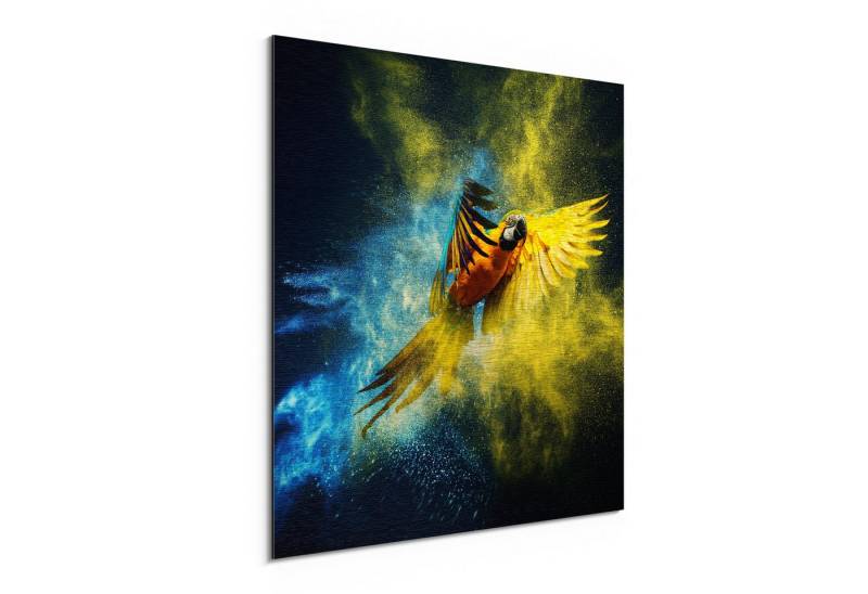 DEQORI Metallbild 'Papagei in Farbwolke', Alu Dibond Bild Aluminium Aluverbundplatte Design Wandbild Aludibond DEQORI Metallbild 'Papagei in Farbwolke', Alu Dibond Bild Aluminium Aluverbundplatte Design Wandbild Aludibond von DEQORI