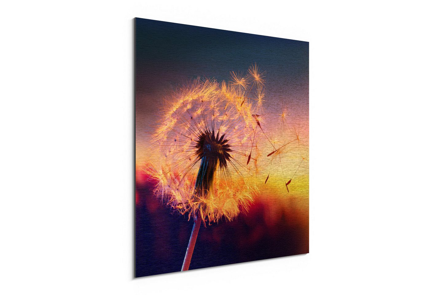 DEQORI Metallbild 'Pusteblume im Abendlicht', Alu Dibond Bild Aluminium Aluverbundplatte Design Wandbild Aludibond DEQORI Metallbild 'Pusteblume im Abendlicht', Alu Dibond Bild Aluminium Aluverbundplatte Design Wandbild Aludibond von DEQORI