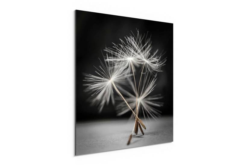 DEQORI Metallbild 'Samen der Pusteblume', Alu Dibond Bild Aluminium Aluverbundplatte Design Wandbild Aludibond von DEQORI