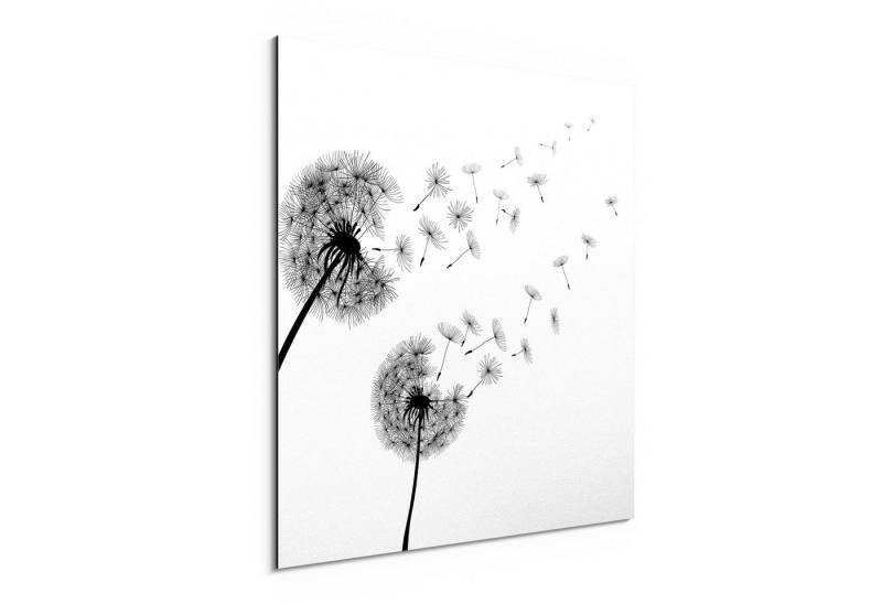 DEQORI Metallbild 'Schwarze Pusteblumen', Alu Dibond Bild Aluminium Aluverbundplatte Design Wandbild Aludibond von DEQORI