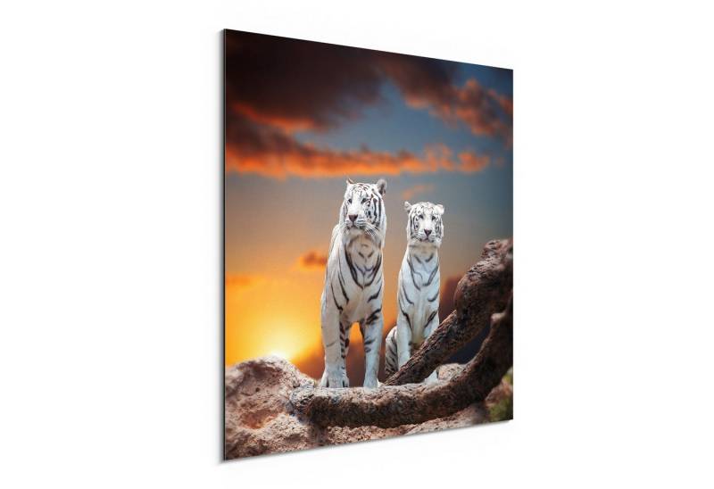 DEQORI Metallbild 'Weiße Tiger im Abendlicht', Alu Dibond Bild Aluminium Aluverbundplatte Design Wandbild Aludibond DEQORI Metallbild 'Weiße Tiger im Abendlicht', Alu Dibond Bild Aluminium Aluverbundplatte Design Wandbild Aludibond von DEQORI