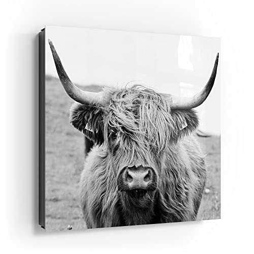 DEQORI Schlüsselkasten schwarz | 30x30 cm | Motiv Zotteliges Hochlandrind | Glas & Metall Schlüssel-Box | Schlüsselschrank mit 50 Haken + 2 Magnete | Moderne Box magnetisch & beschreibbar von DEQORI