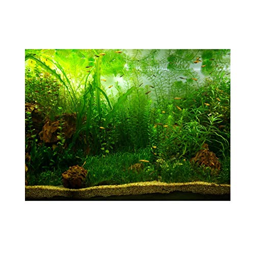Aquarium Dekoration Poster - Wasser Gras Stil Hintergrund Selbstklebendes Dekor Papier für Aquarium Aquarium(122 * 50cm) von DEWIN