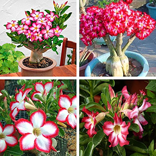 DEWIN Bonsai Samen - Wstenrose seltene rosa Wüstenrose Samen, Bonsai Tree Plant Decor(5PCS) von DEWIN