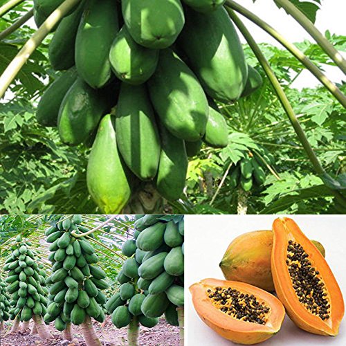 Dewin Papaya Samen - Maradol Papaya Obstbaum Pflanzen Bio-Samen, Hausgarten, Balkon, 8St von DEWIN