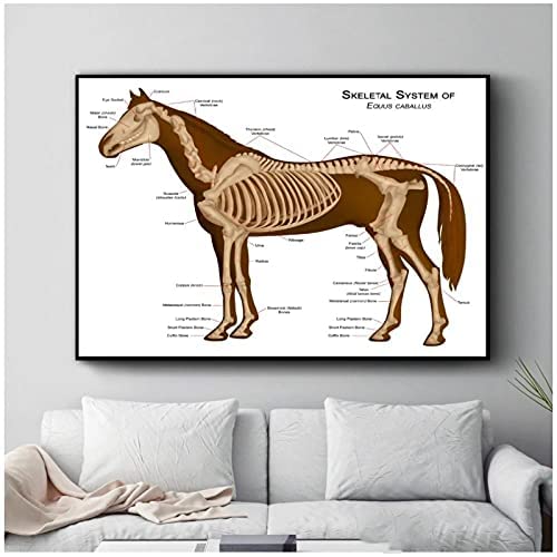 DFRES Pferd Skelettsystem Diagramm Poster Kunstdrucke Anatomie Leinwand Wand Bilder Bild FüR Bauernhaus Wohnzimmer Wanddekor 60x80 cm Kein Rahmen, Schwarz & Weiß von DFRES