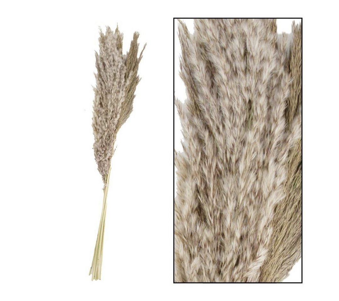 Kunstpflanze Dijk Pampas Gräser Natur 65-75x10x4,5 cm 6 Stück, DIJK von DIJK