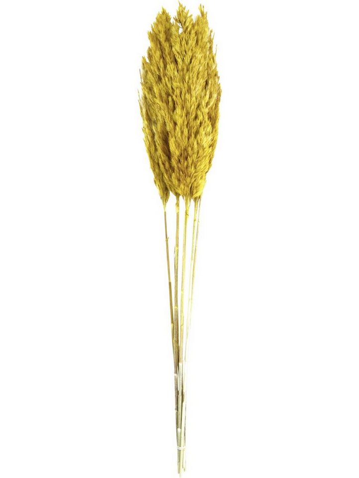 Kunstpflanze Dijk Schilffahne lang Kyan ocker 110 cm, DIJK von DIJK