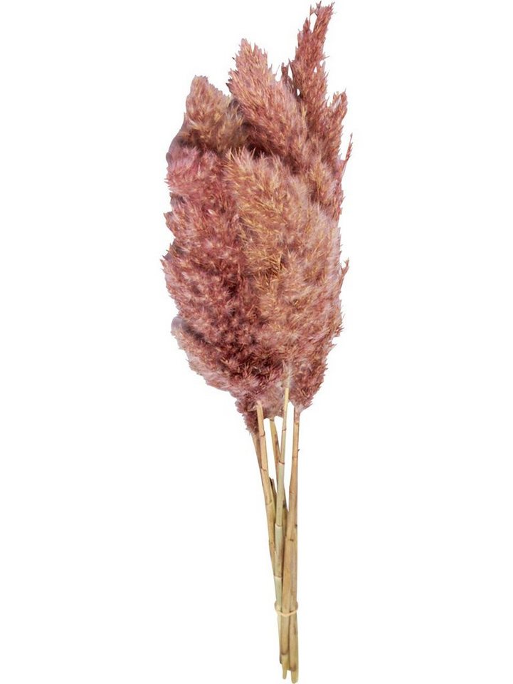 Kunstpflanze Dijk Schilffahne lang Kyan rosa 110 cm, DIJK von DIJK