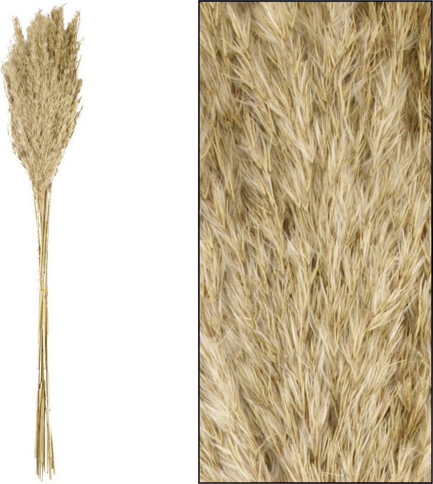 Kunstpflanze Dijk Schilfrohrfeder Wild natur 75 cm, DIJK von DIJK