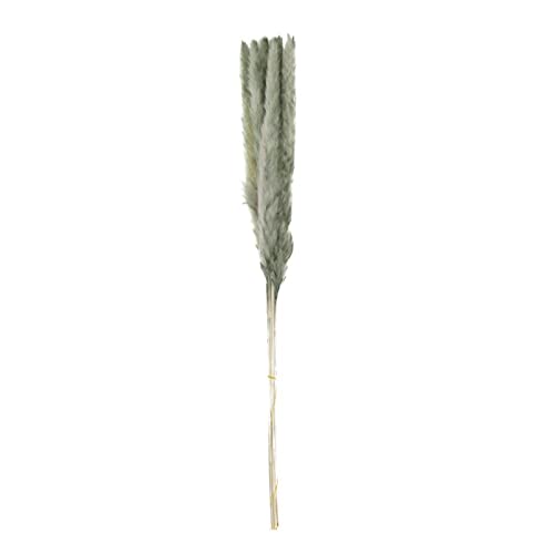 Pampasgras grün - Pampas Grass - Cortaderia - 65-75 cm - 10 Stück von DIJK