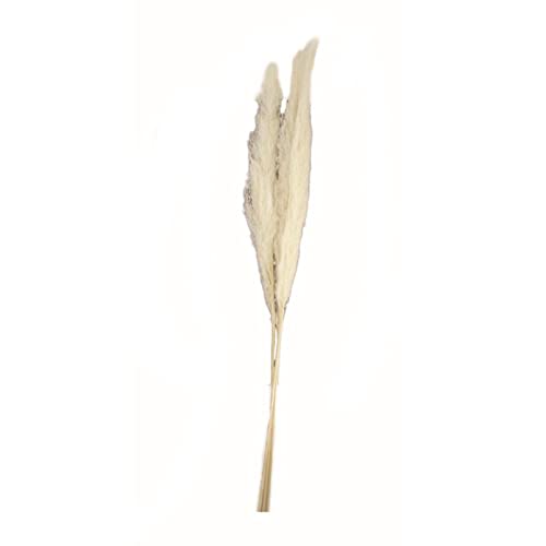 Pampasgras weiß - Pampas Grass - Cortaderia - 100-115 cm - 3 Stück von DIJK