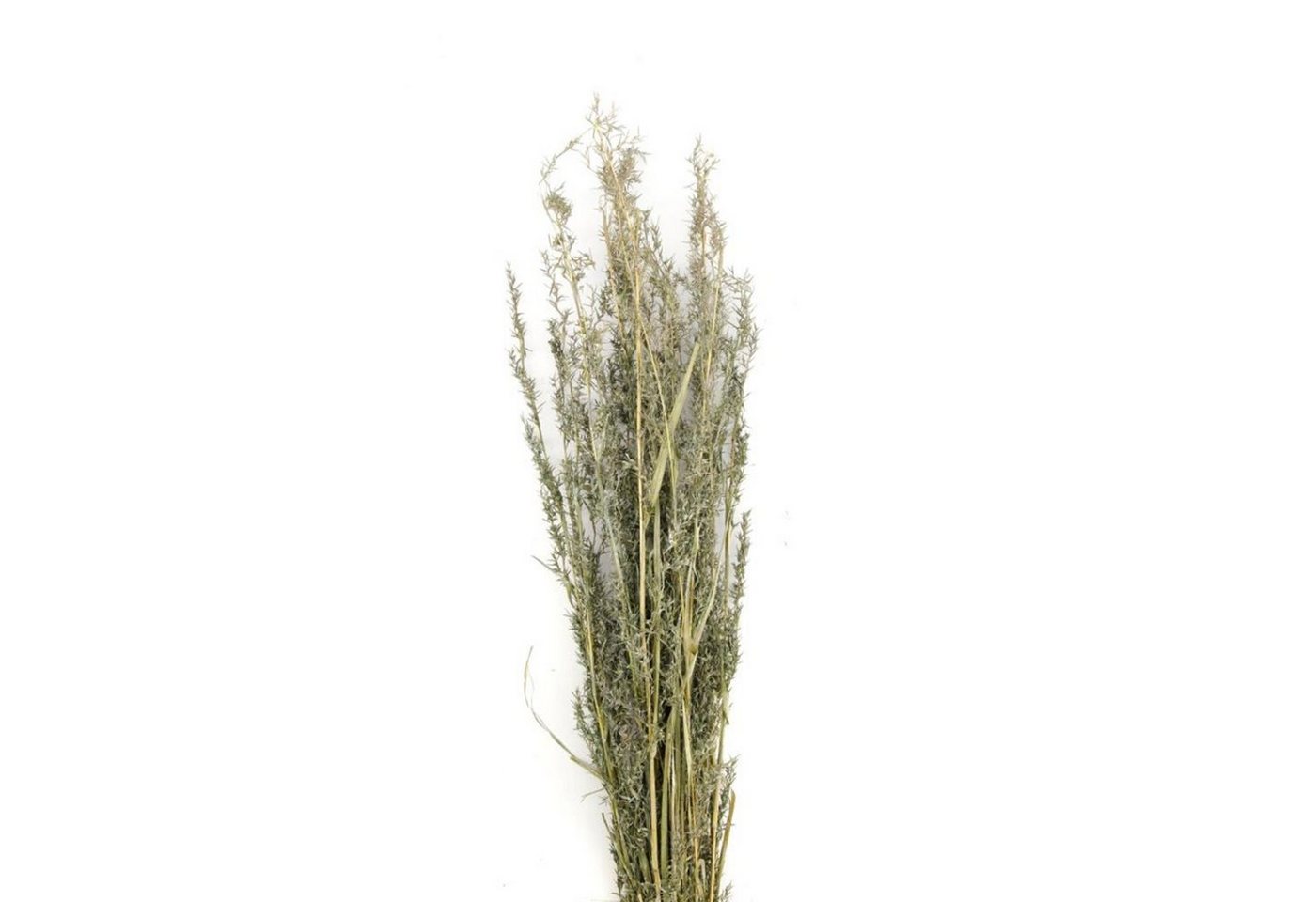 Trockenblume Alfonso Gras grün - alfonso grass - Lolium perenne - 100 cm - 100 g, DIJK von DIJK