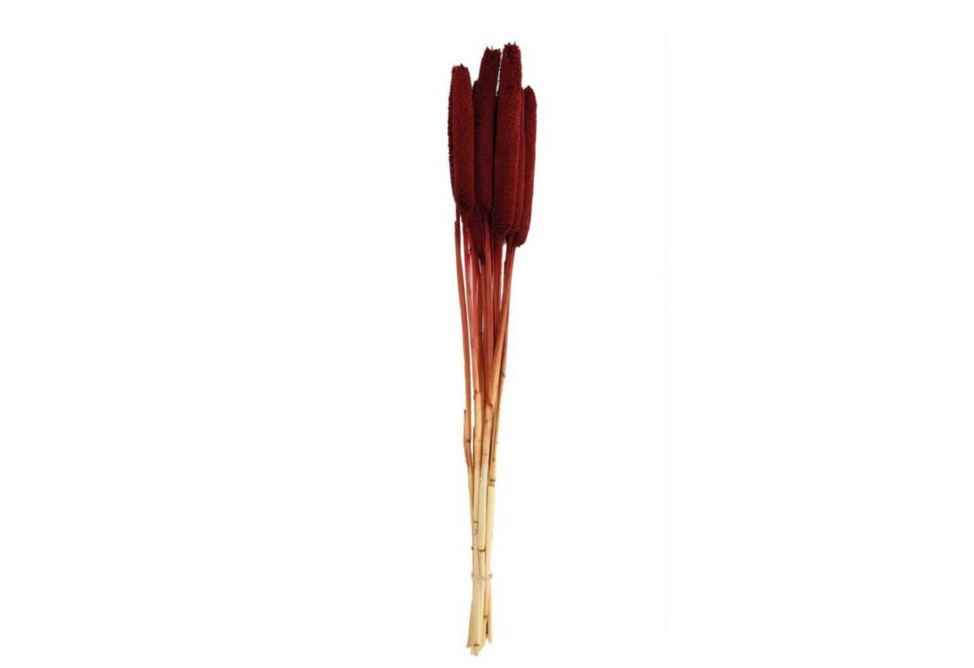 Trockenblume Perlhirse rot - Babala - Pennisetum Glaucum - 70x15x5 cm - 10 Stück, DIJK von DIJK